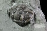 Wide, Enrolled Flexicalymene Trilobite In Shale - Ohio #68596-3